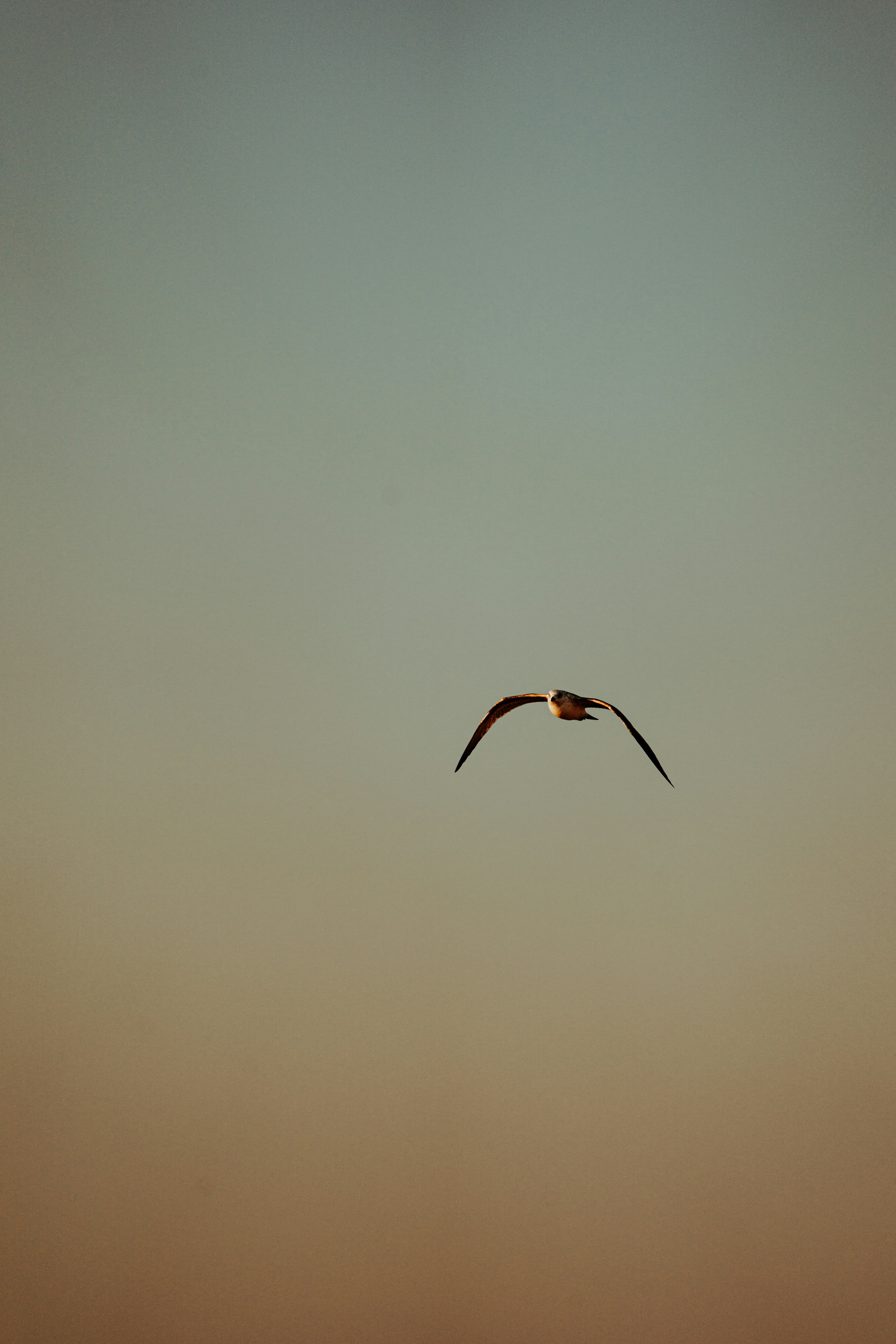 brown bird flying in mid air